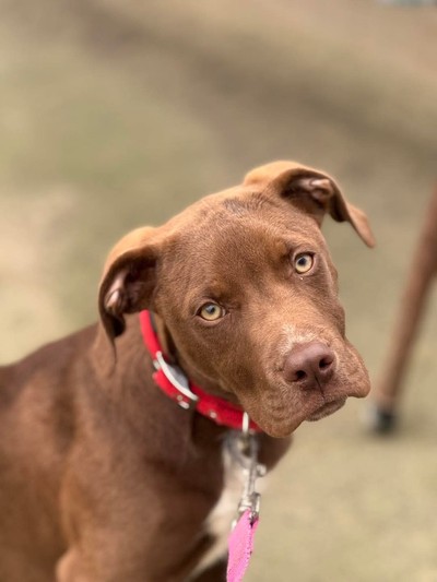 Rocky - Large Cross Breed