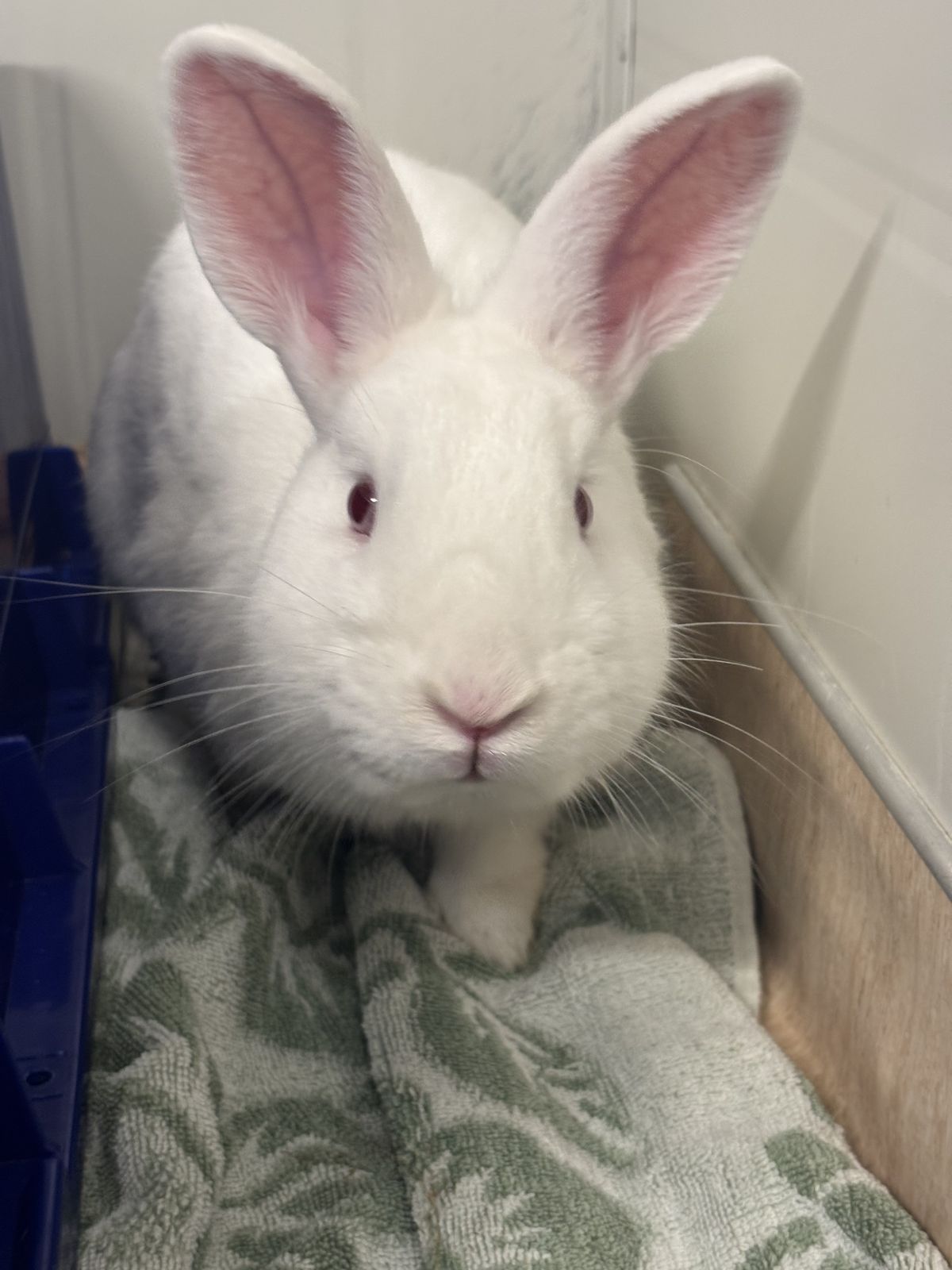 Gallery image: Peanut