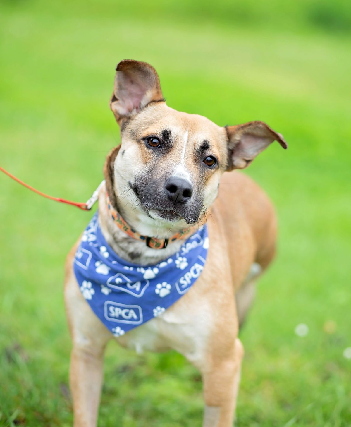 Gallery image: Queenie