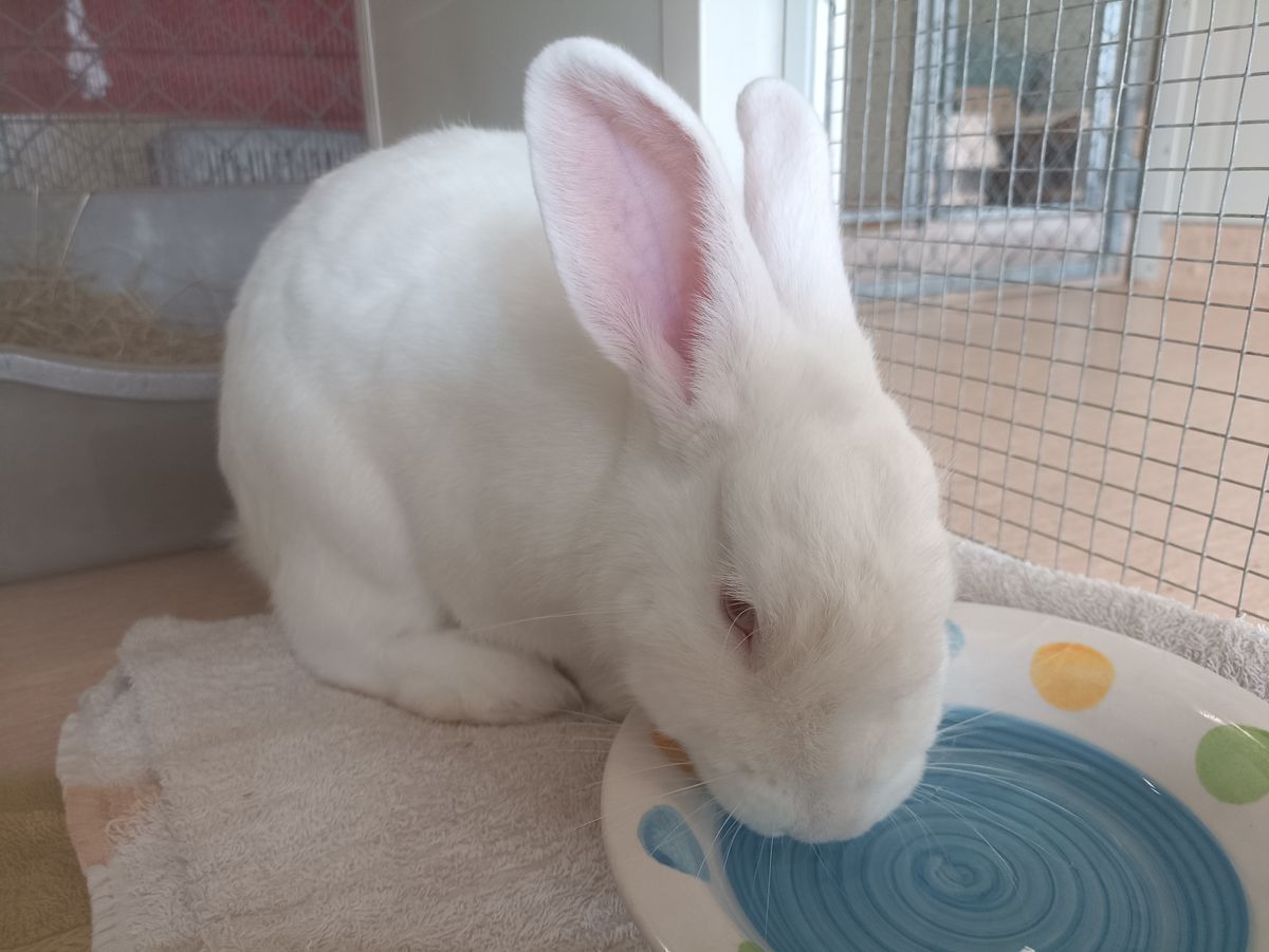 Gallery image: Peanut