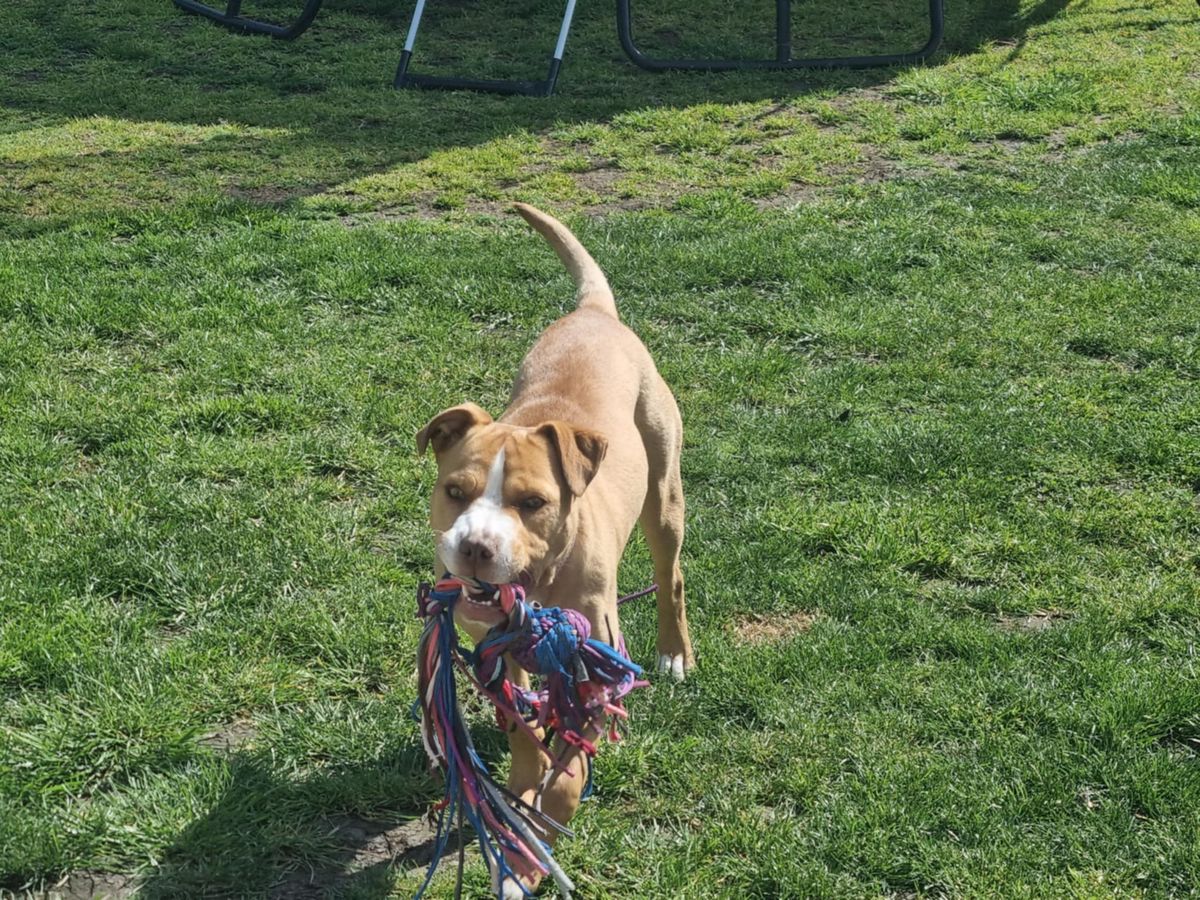 Gallery image: Pippy