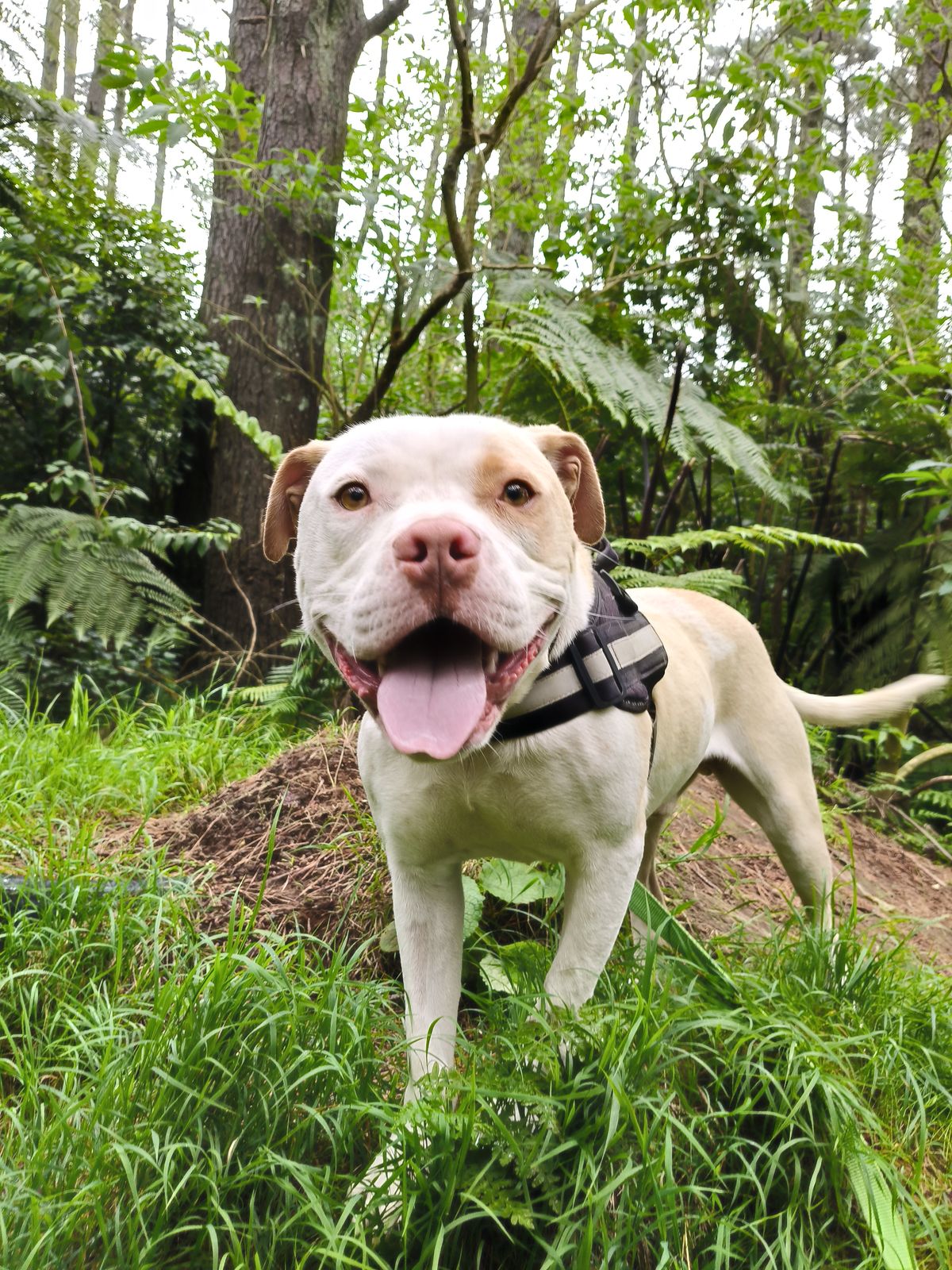 Gallery image: Chosen