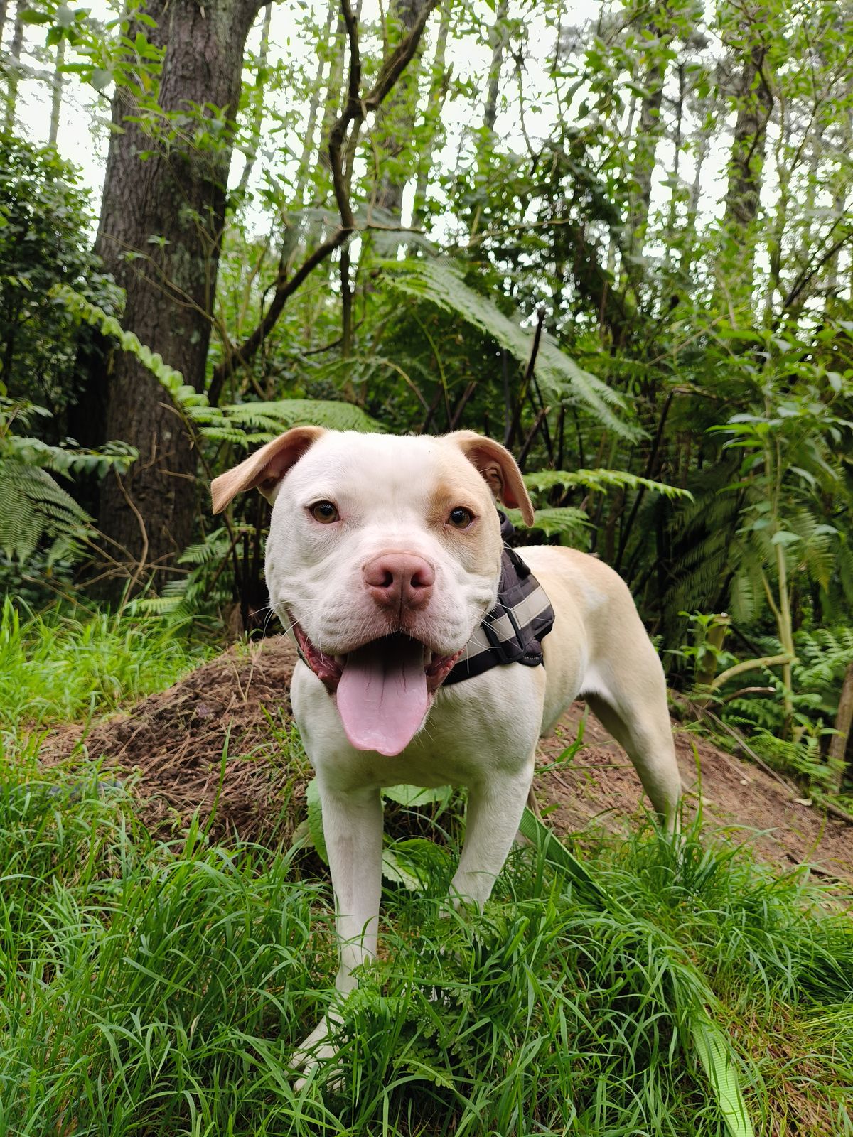 Gallery image: Chosen