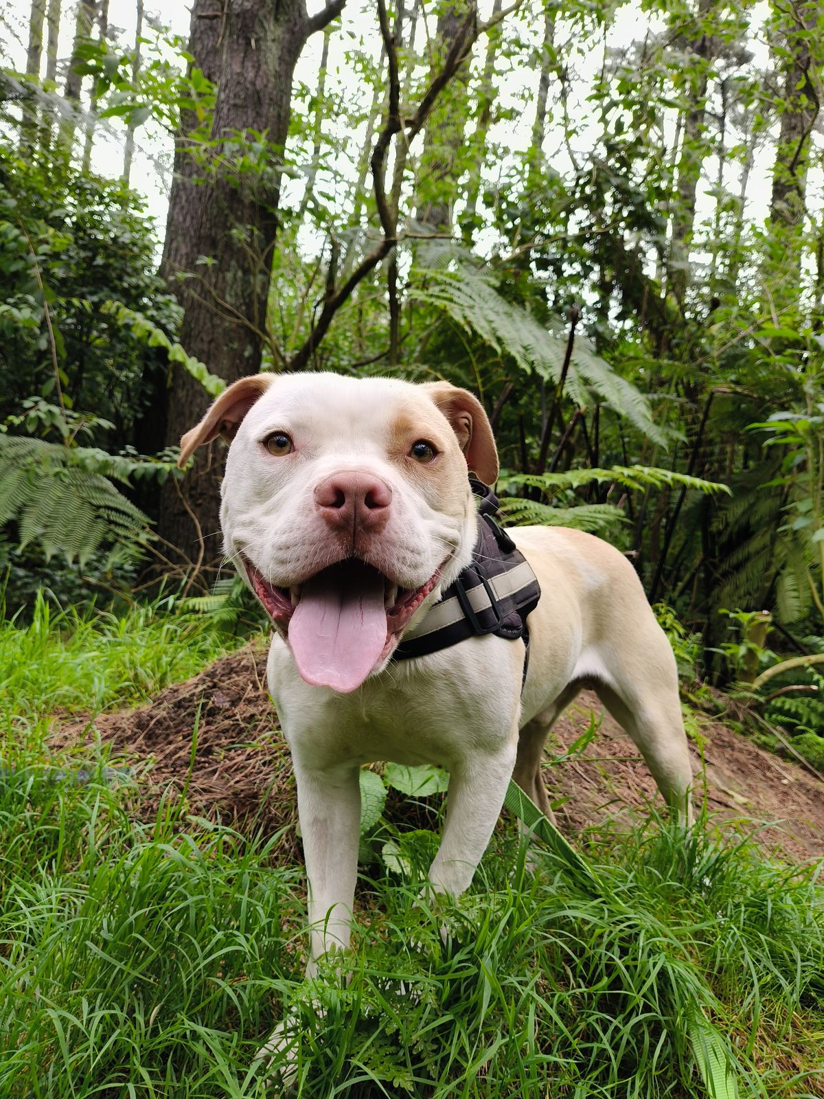 Gallery image: Chosen