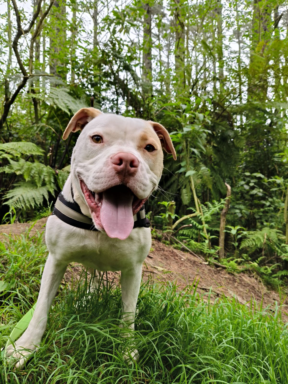 Gallery image: Chosen