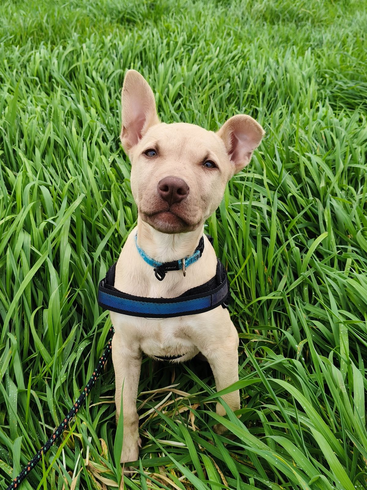 Gallery image: Cookie