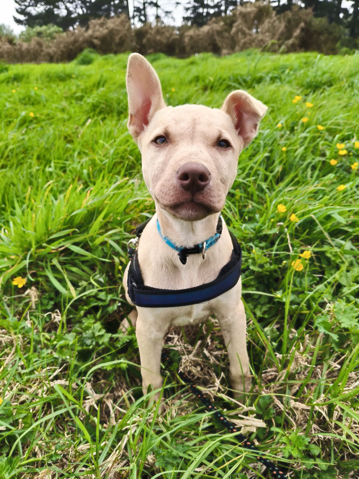 Gallery image: Cookie