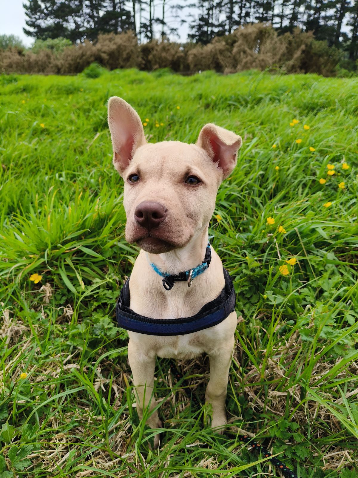 Gallery image: Cookie