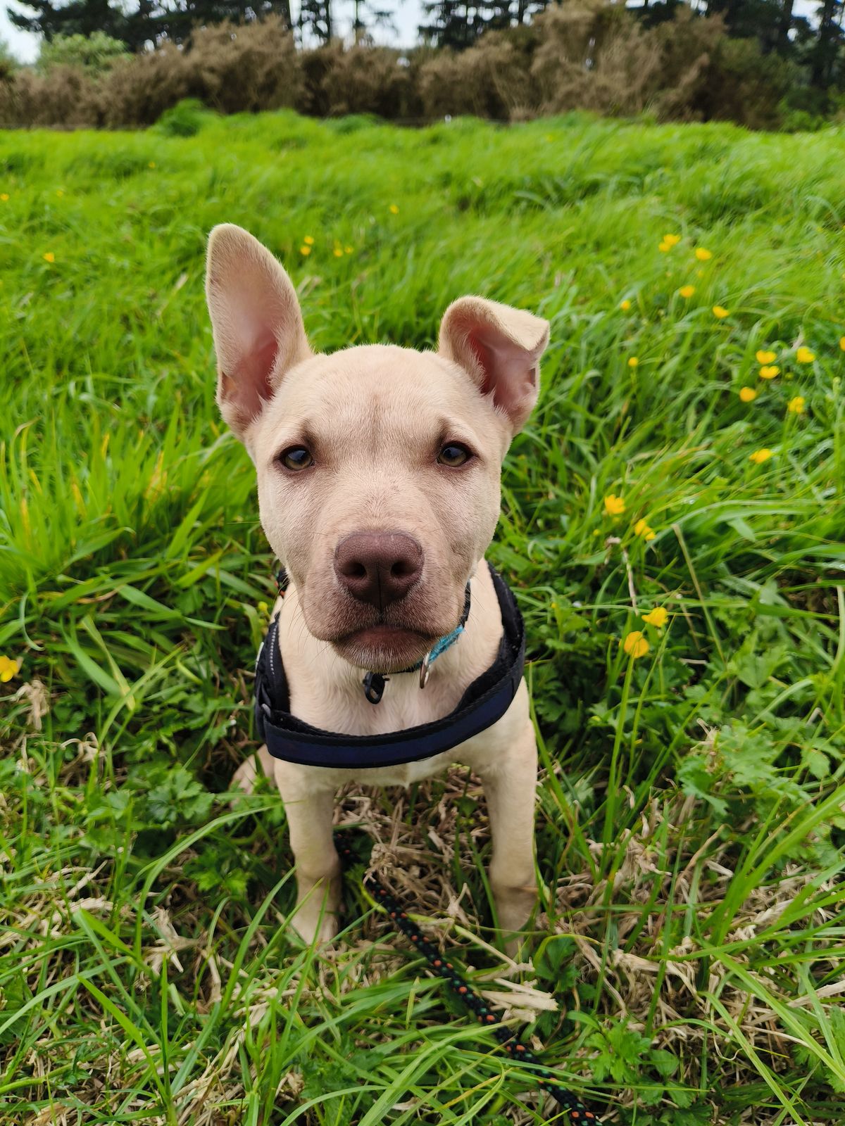 Gallery image: Cookie