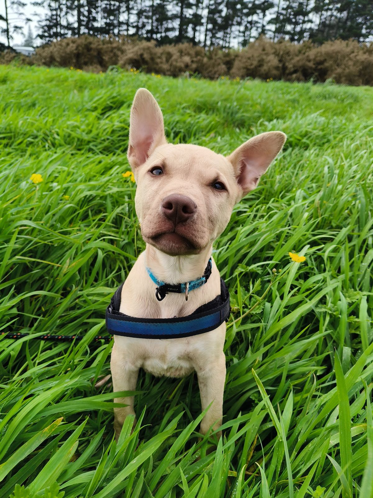 Gallery image: Cookie