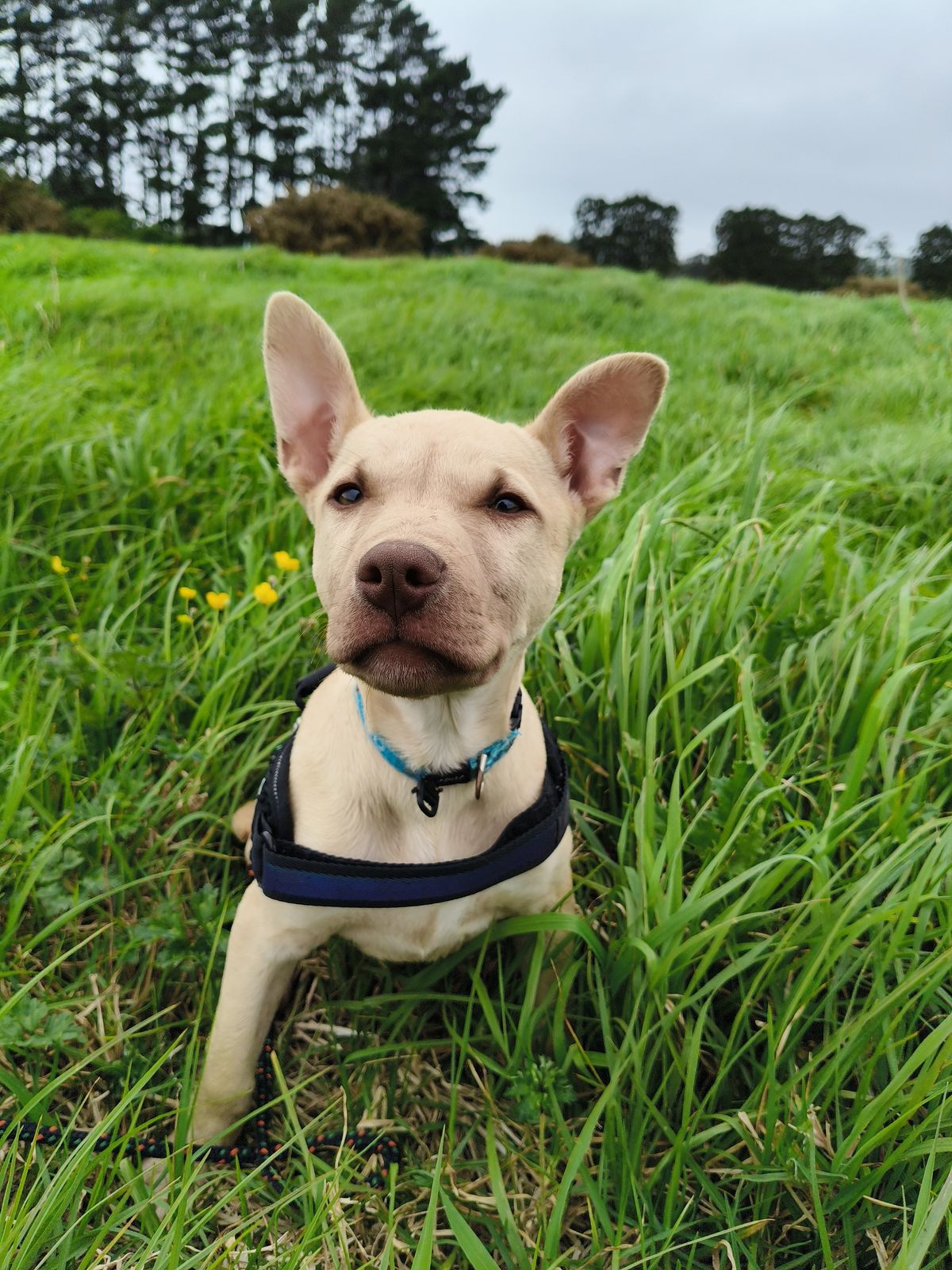 Gallery image: Cookie