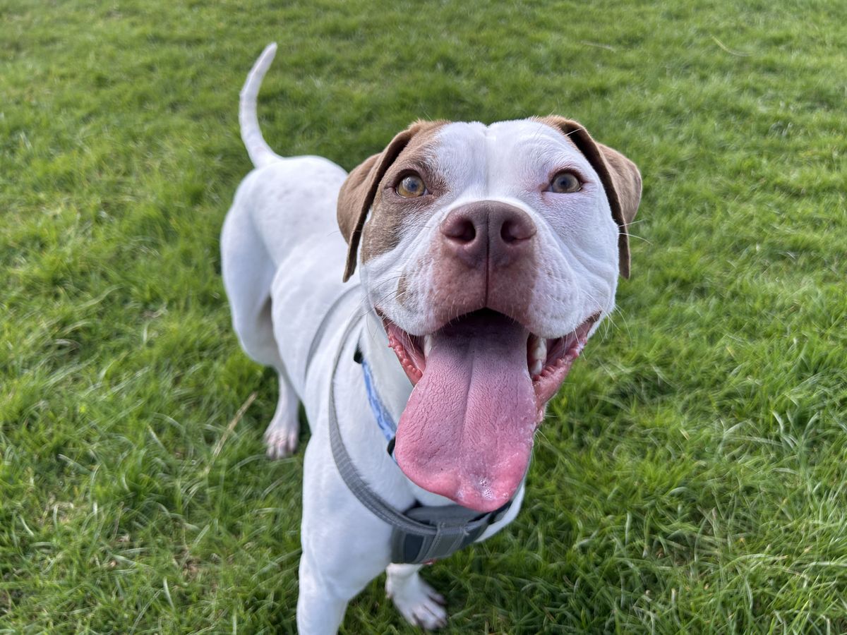 Gallery image: Peanut