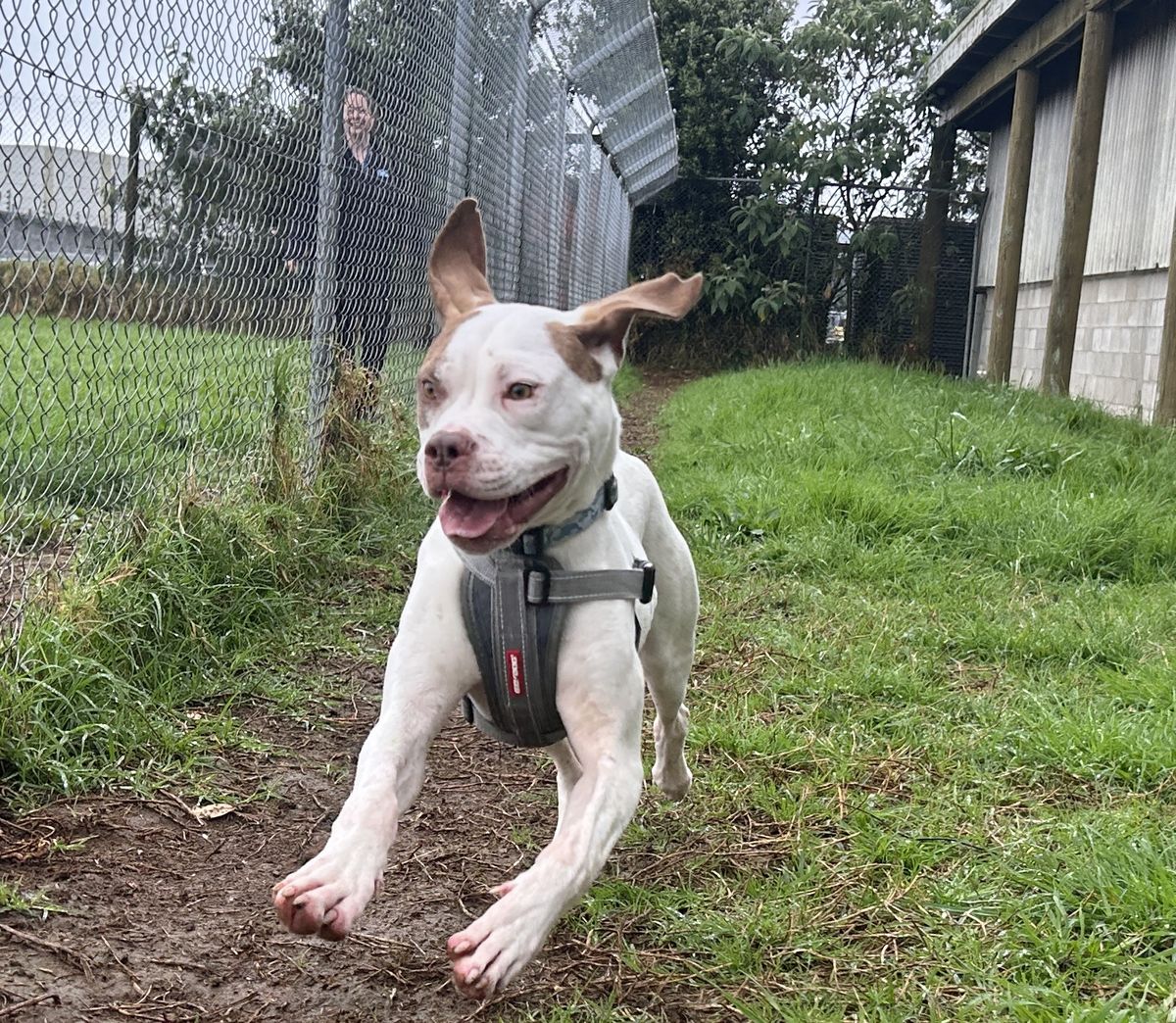 Gallery image: Peanut