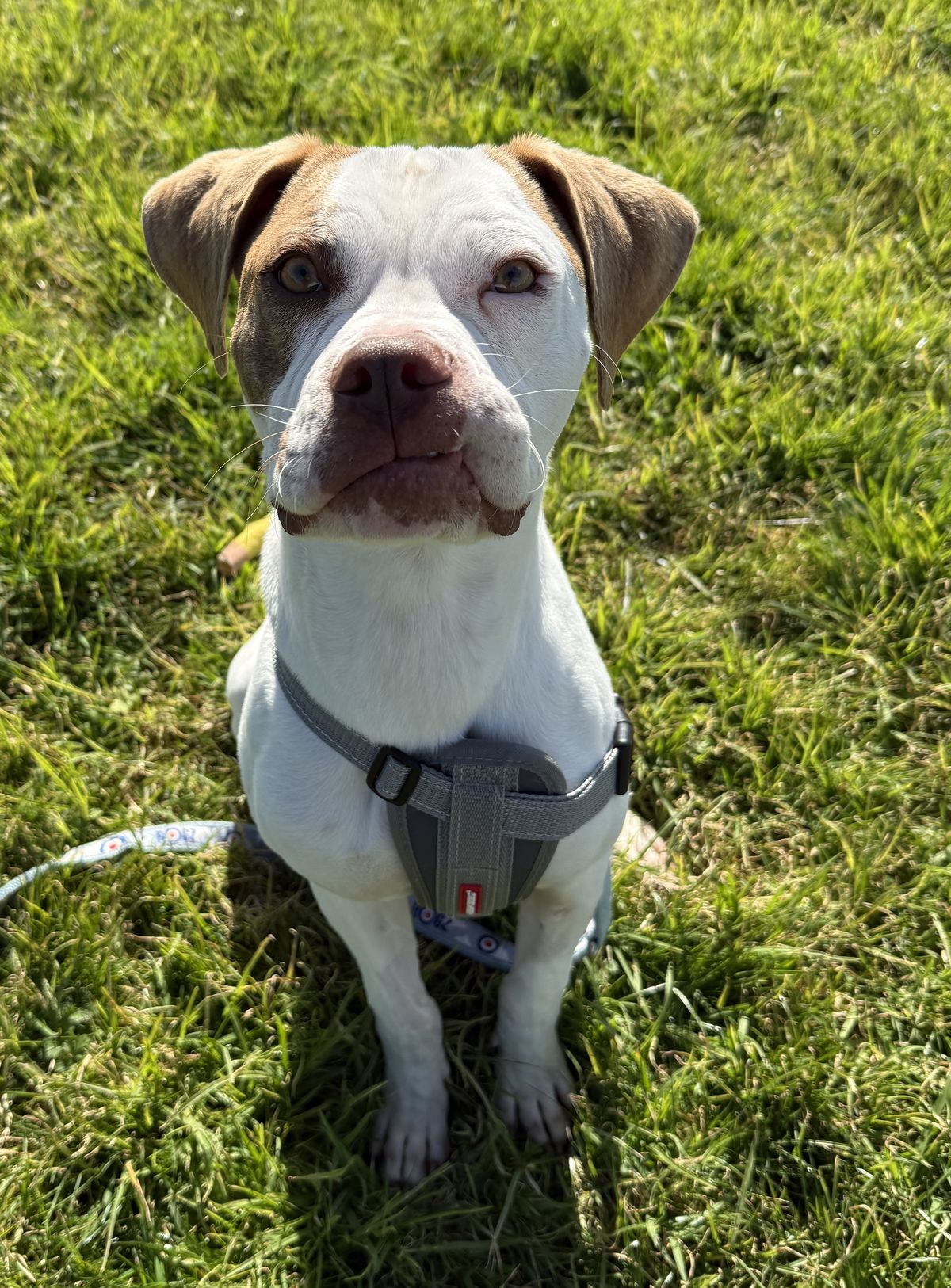 Gallery image: Peanut