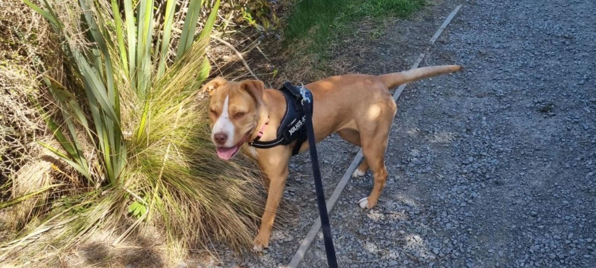 Gallery image: Pippy