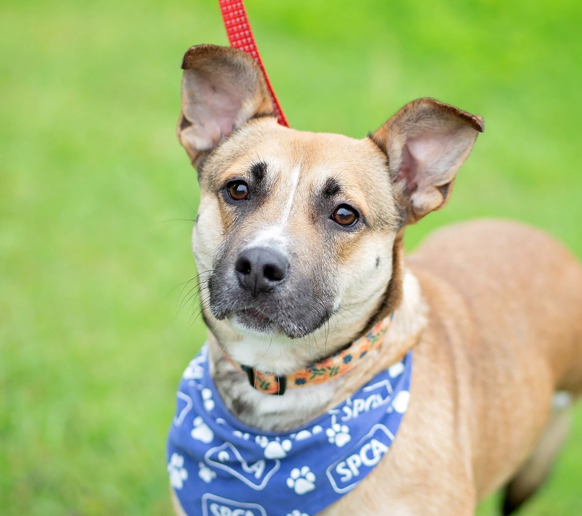 Gallery image: Queenie