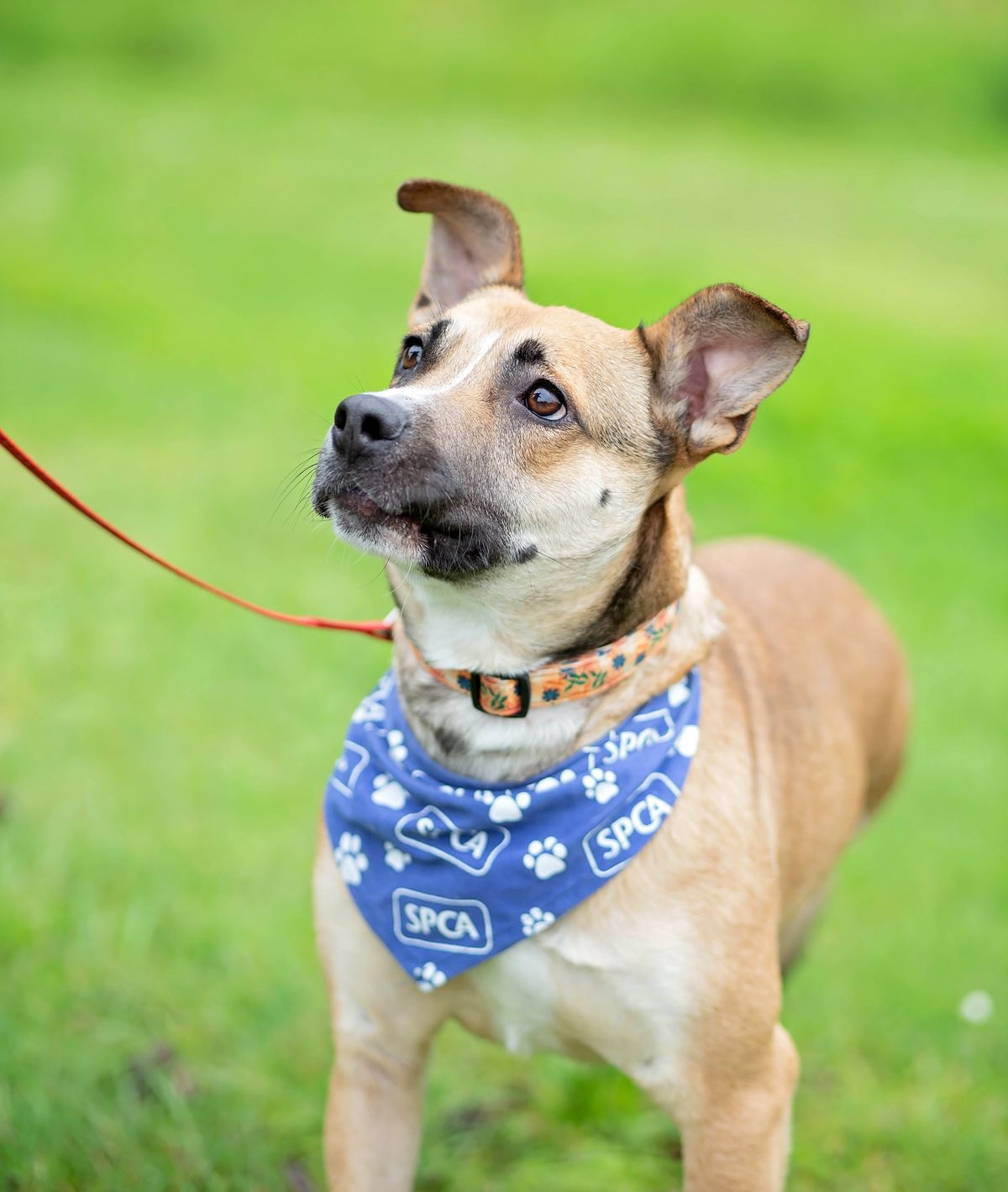 Gallery image: Queenie