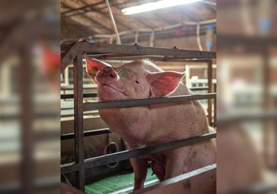 Millions of New Zealanders reject farrowing crates – have your say by 23 October!