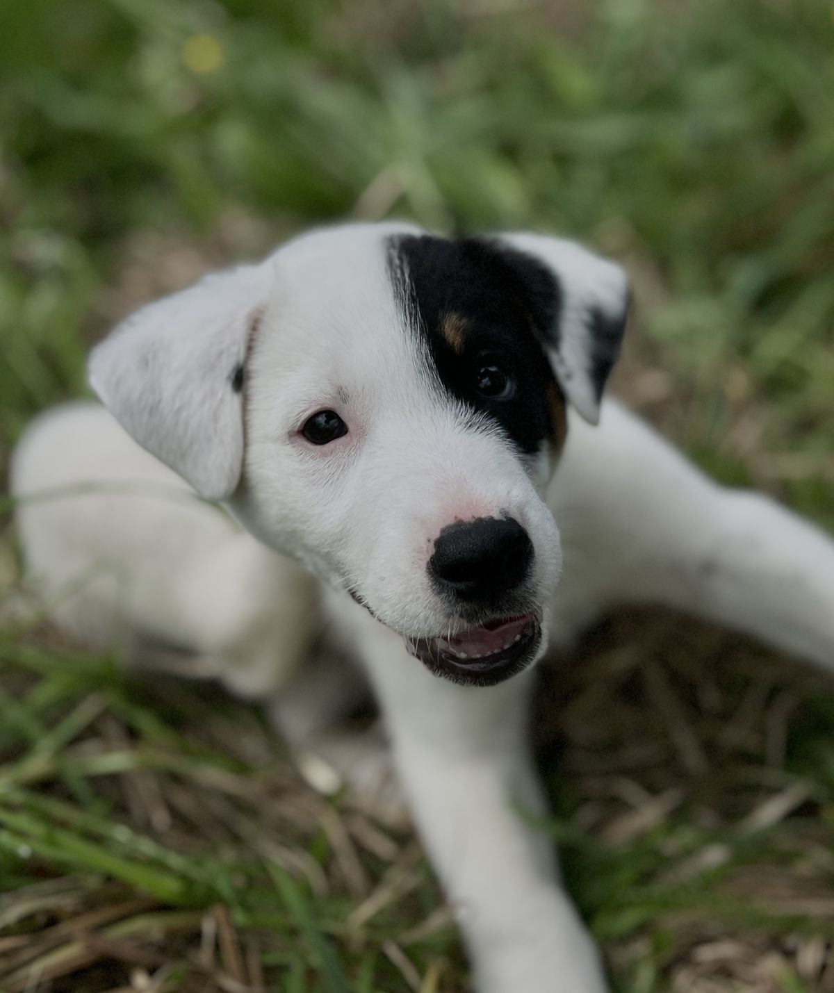 Gallery image: Russel