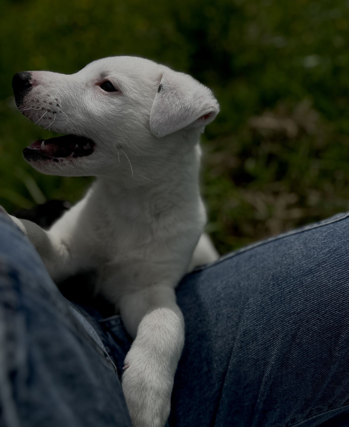 Gallery image: Russel