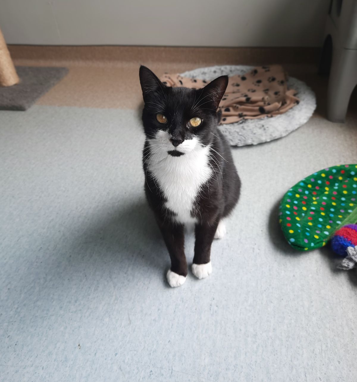 Gallery image: Chong