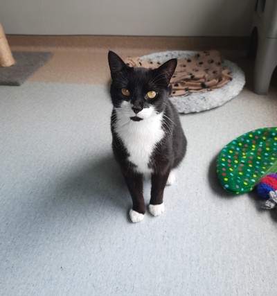 Chong - Domestic Short Hair