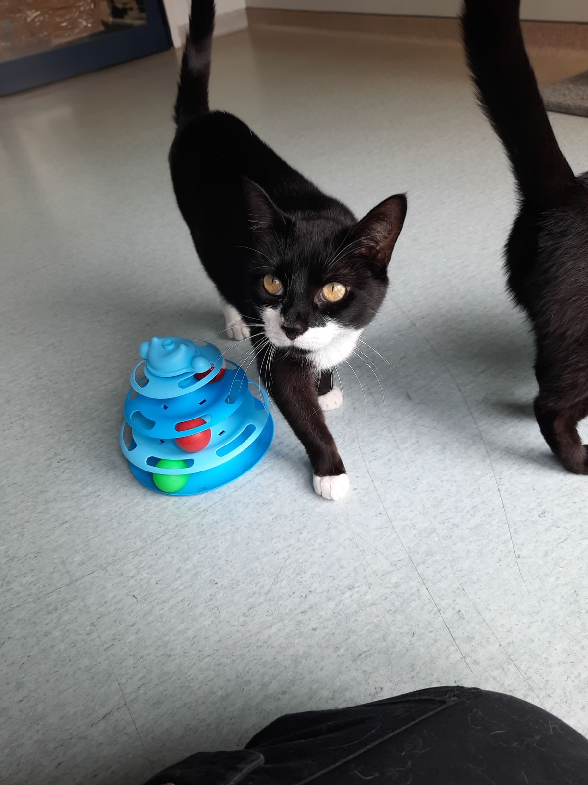 Gallery image: Chong