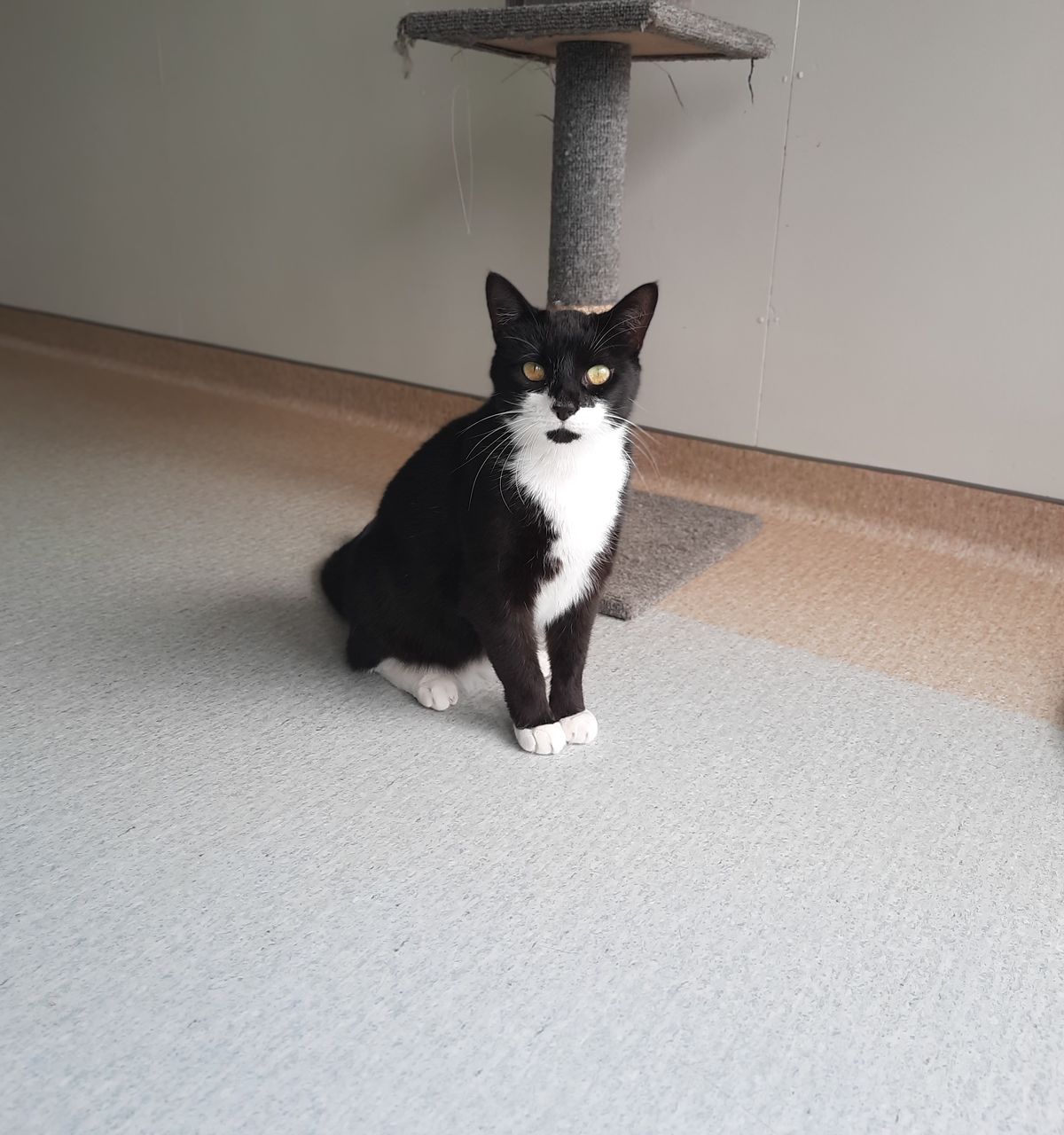 Gallery image: Chong