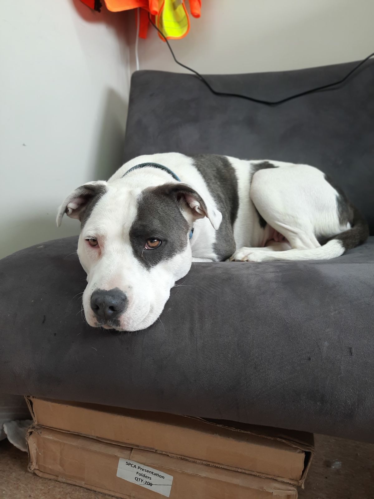 Gallery image: Moo-Moo