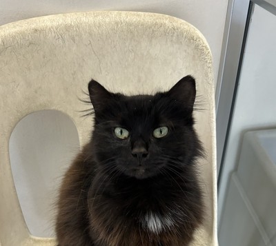 Dina - Domestic Short Hair