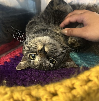 Kitty Kiss - Domestic Short Hair