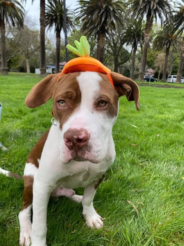 Gallery image: Valor