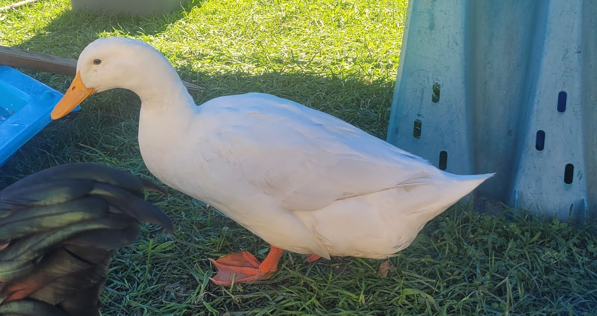 Gallery image: Quinton