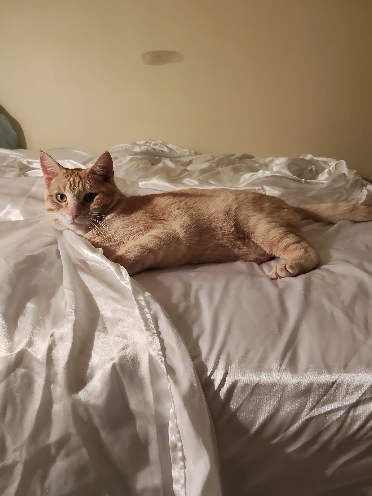 Gallery image: Mittens