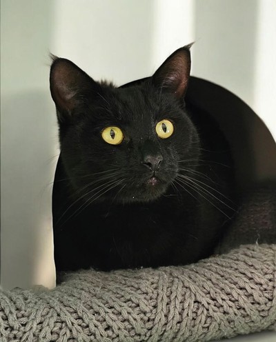 Loki - Domestic Short Hair