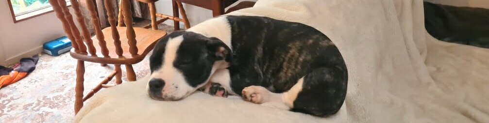 Gallery image: Harriet