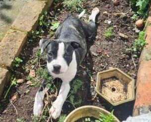 Gallery image: Harriet