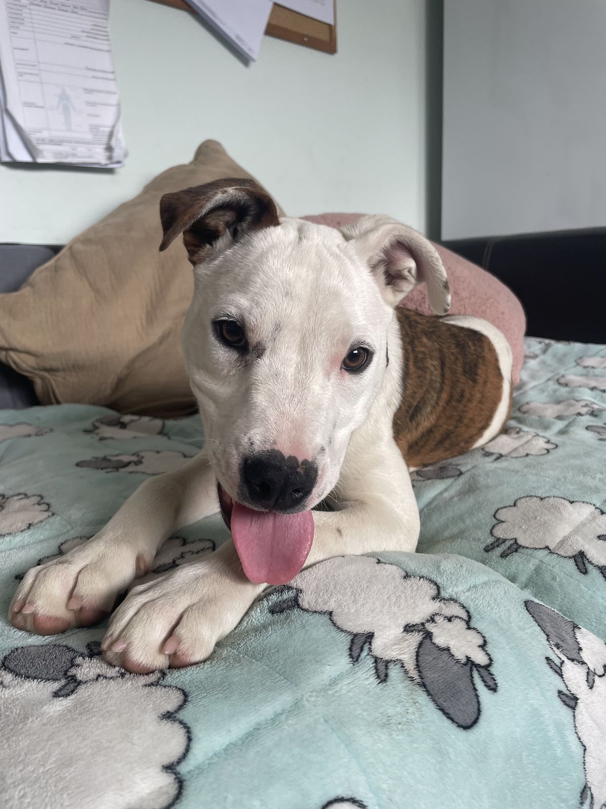 Gallery image: Penny 