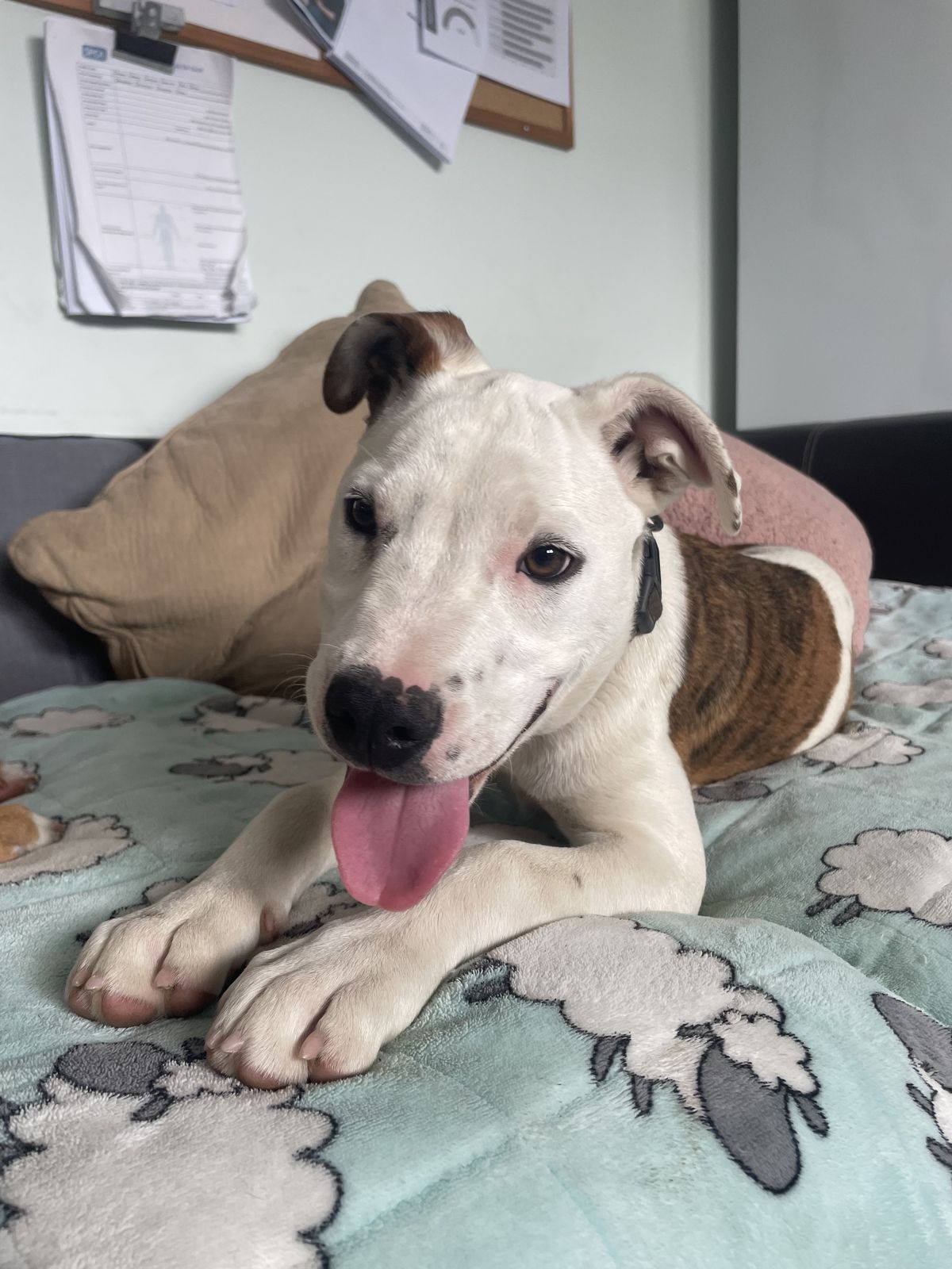 Gallery image: Penny 