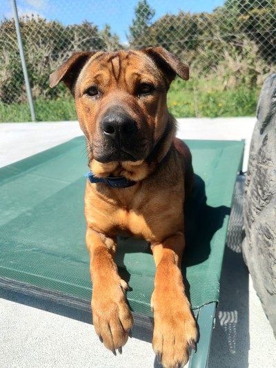 Ash - Sharpei