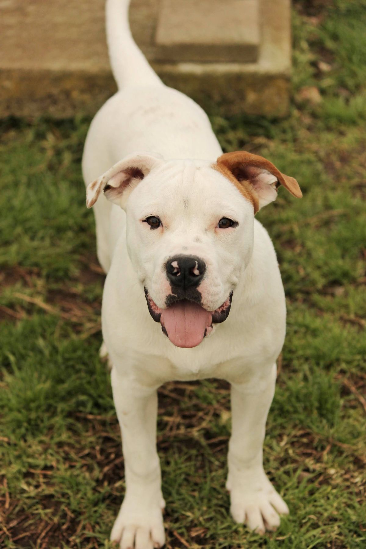 Gallery image: Henry