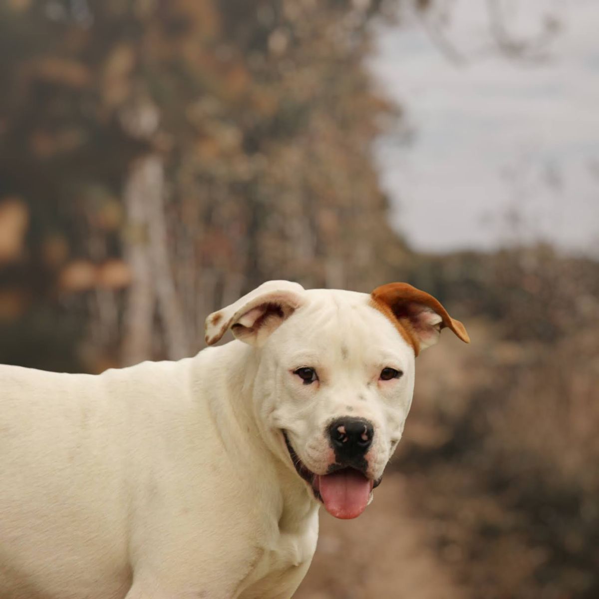 Gallery image: Henry