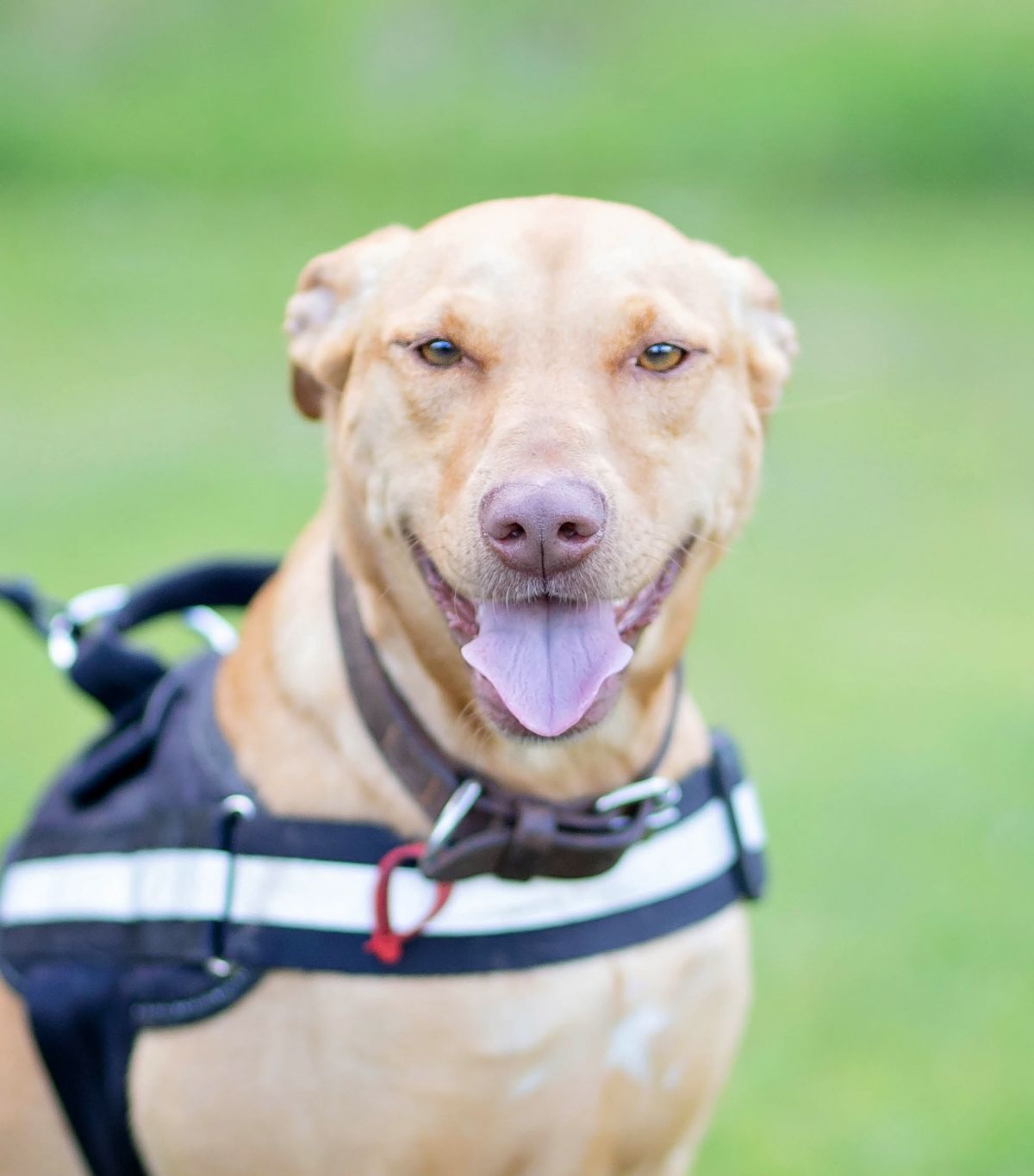 Gallery image: Bella