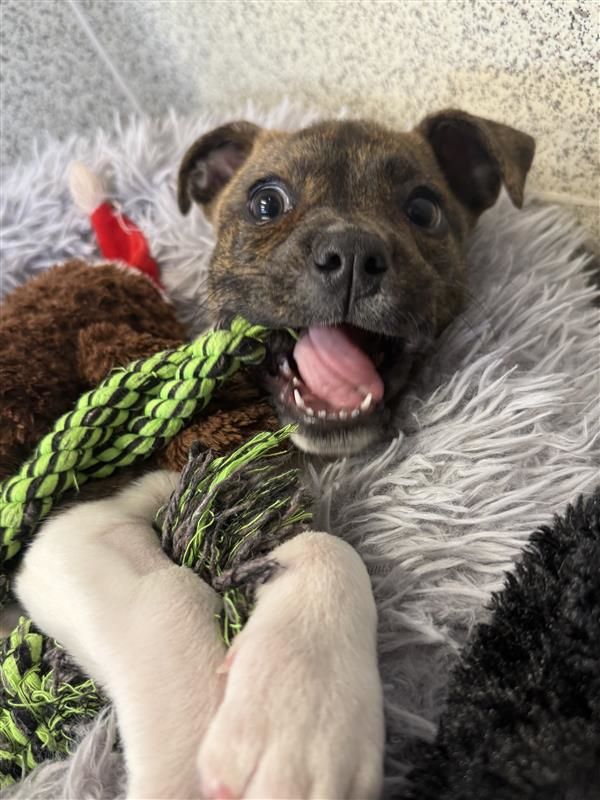 Gallery image: Gretel