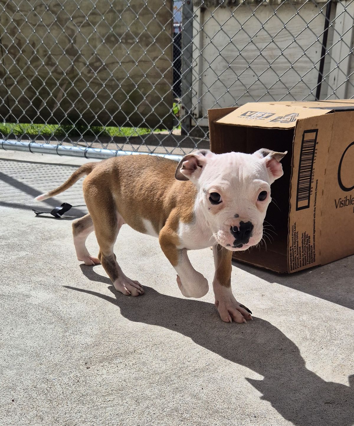 Gallery image: Sienna