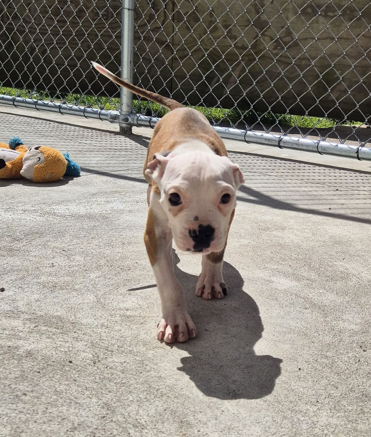 Gallery image: Sienna