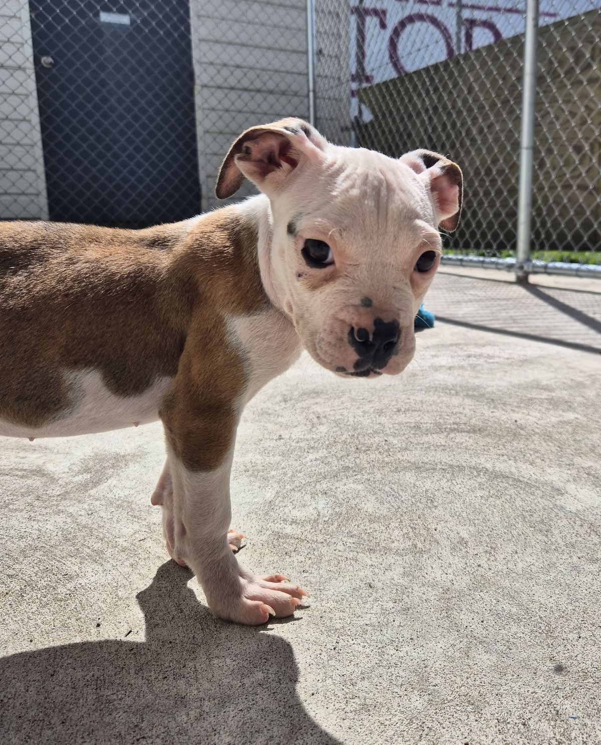 Gallery image: Sienna