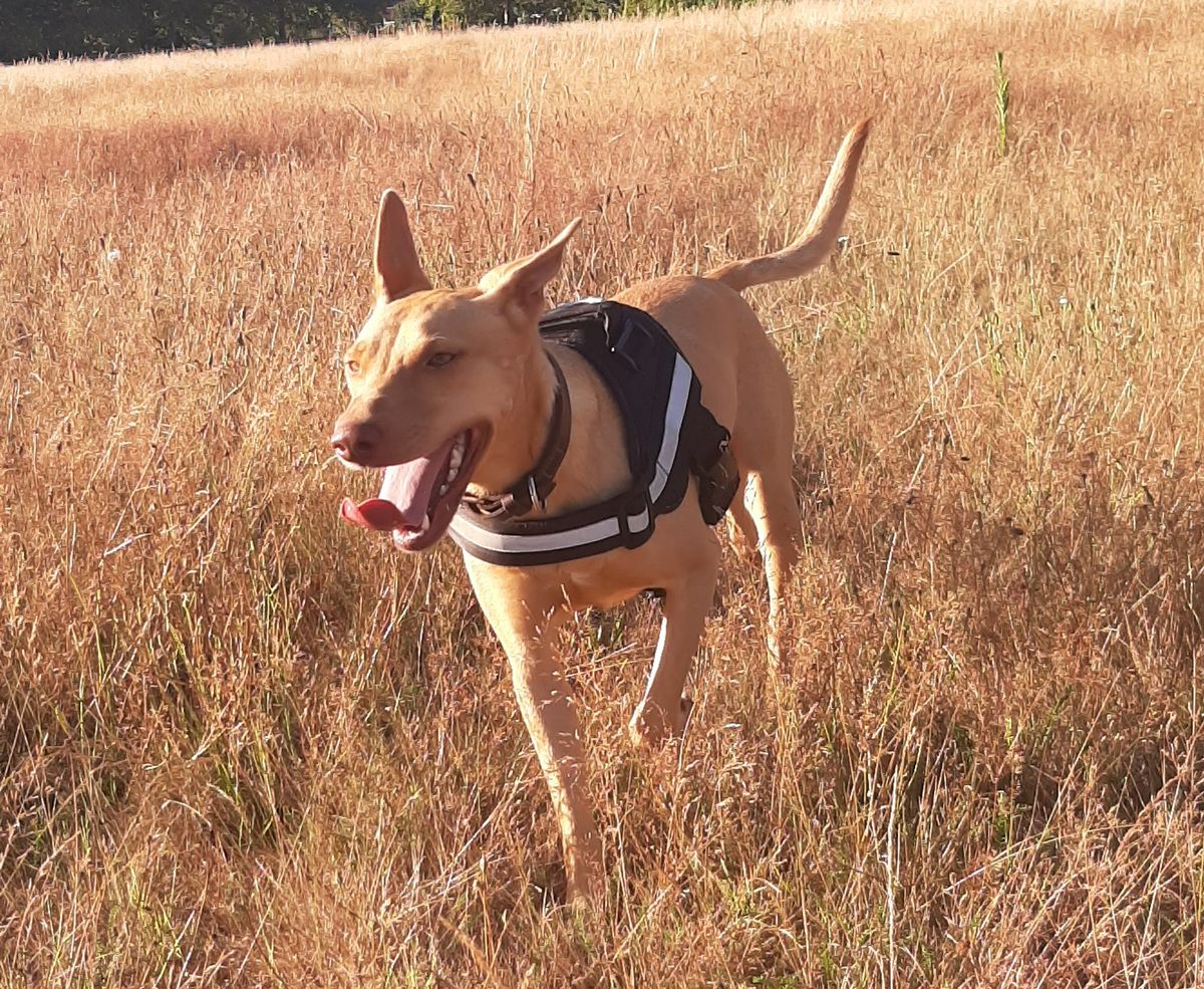 Gallery image: Bella