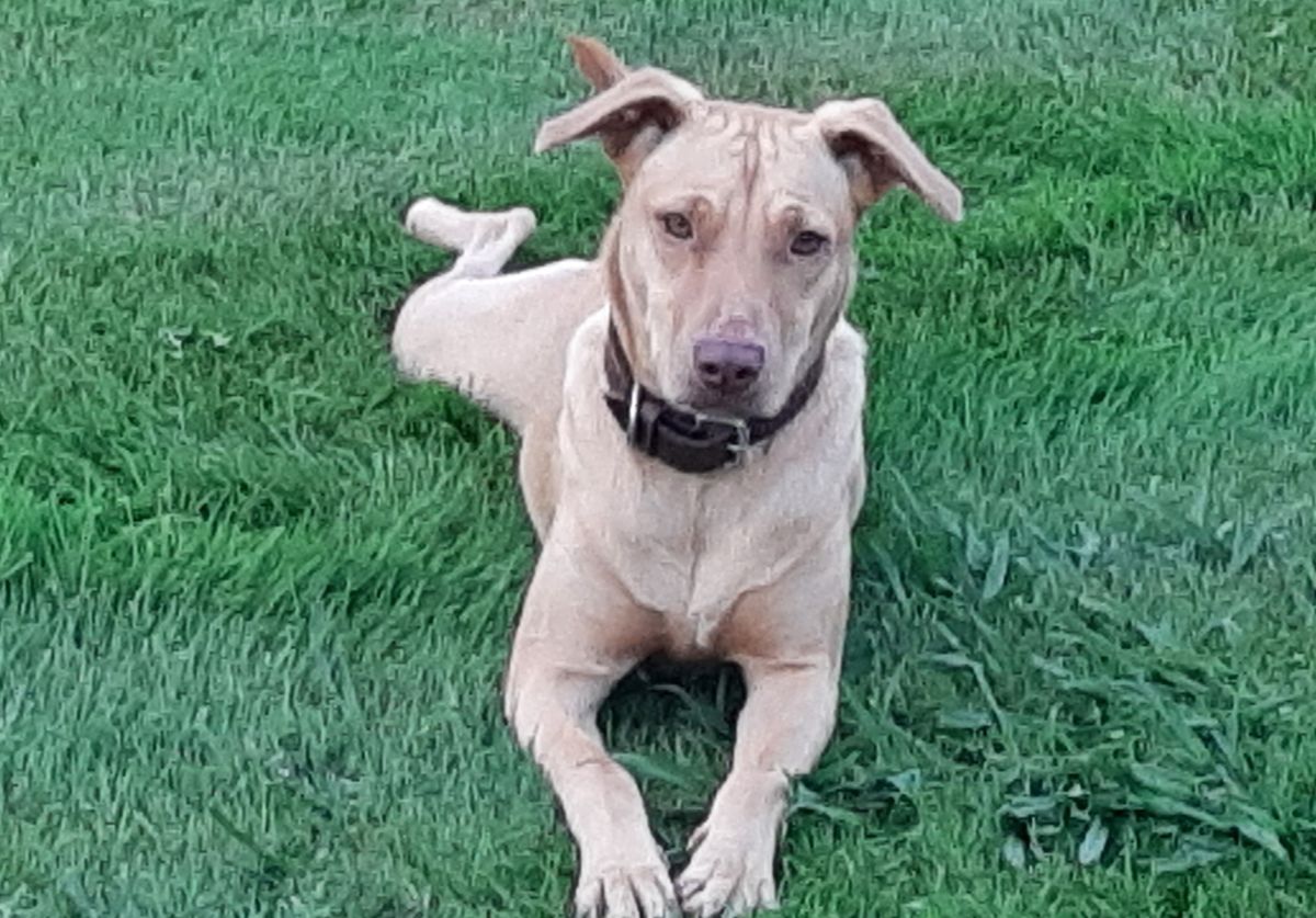 Gallery image: Bella