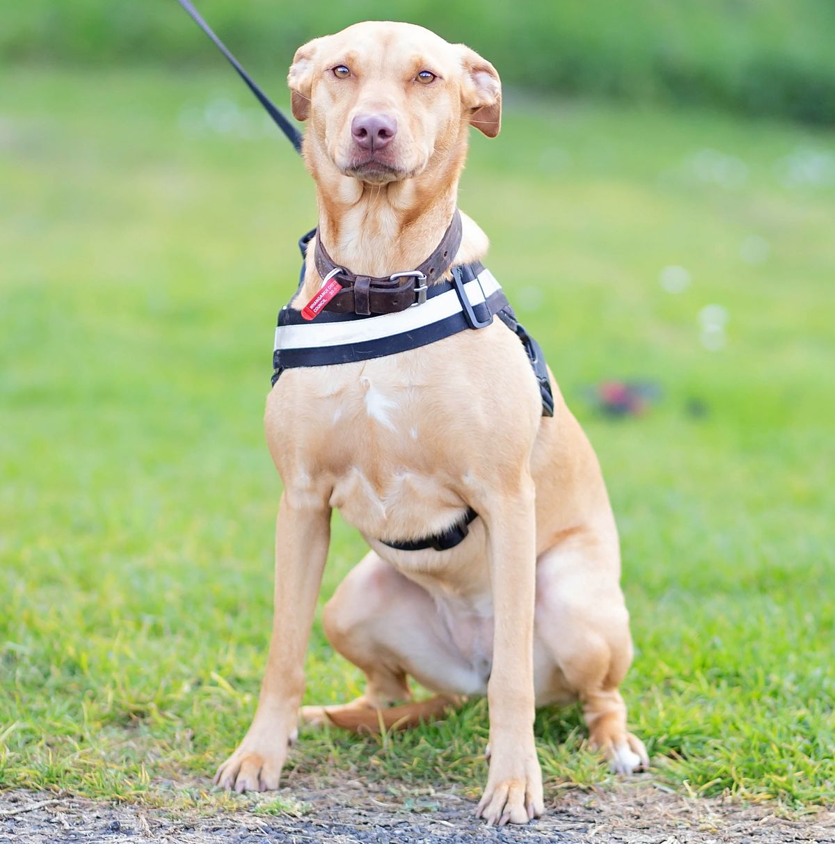 Gallery image: Bella